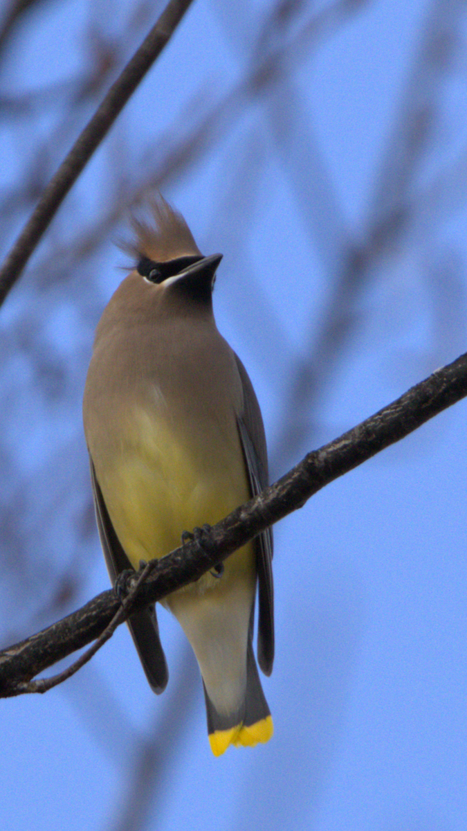 Cedar Waxwing - ML645953438