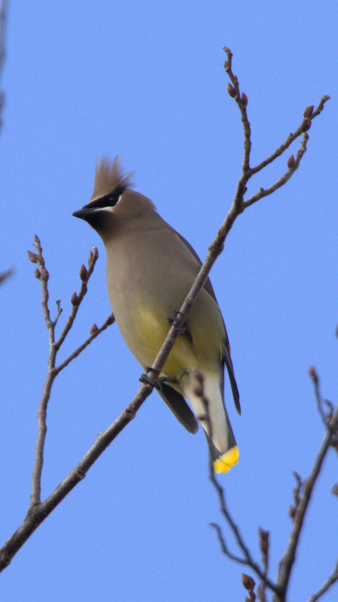 Cedar Waxwing - ML645953439