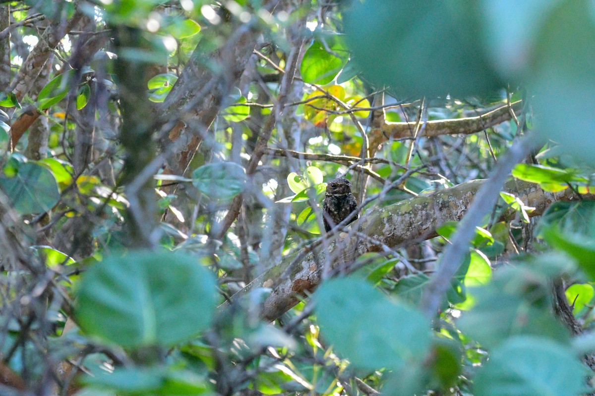 Chuck-will's-widow - ML645953440