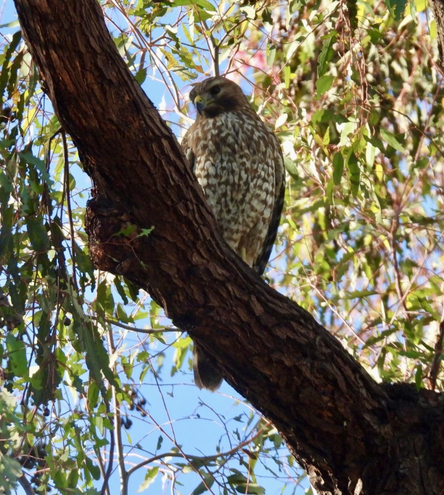 Red-shouldered Hawk - ML645953441