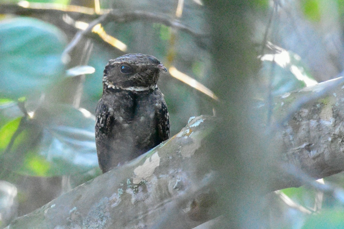 Chuck-will's-widow - ML645953442