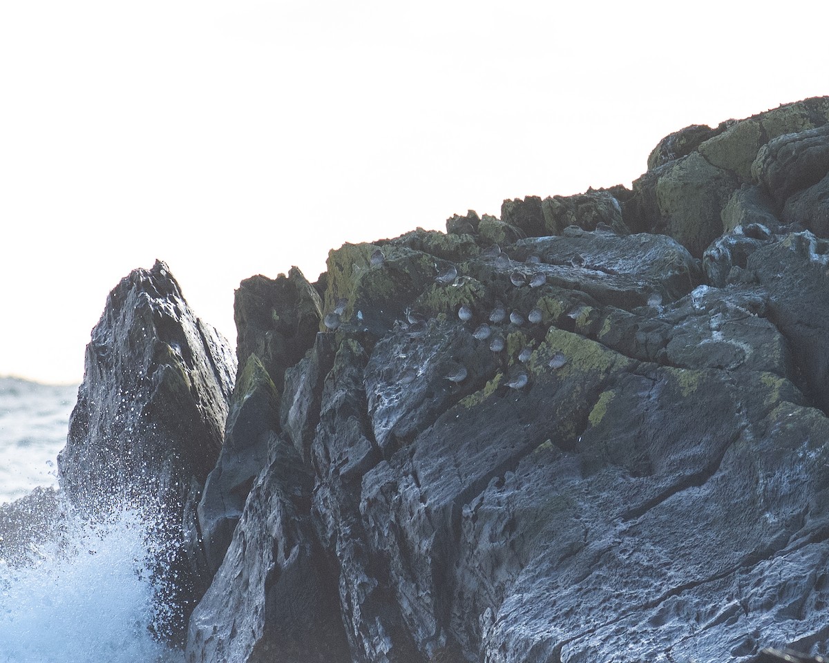 Purple Sandpiper - ML645953444