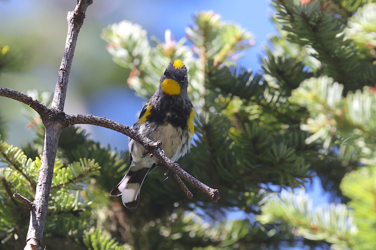 Yellow-rumped Warbler (Audubon's) - ML645953445