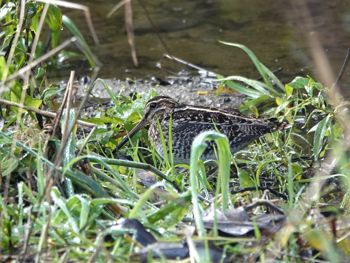 Wilson's Snipe - ML645953446