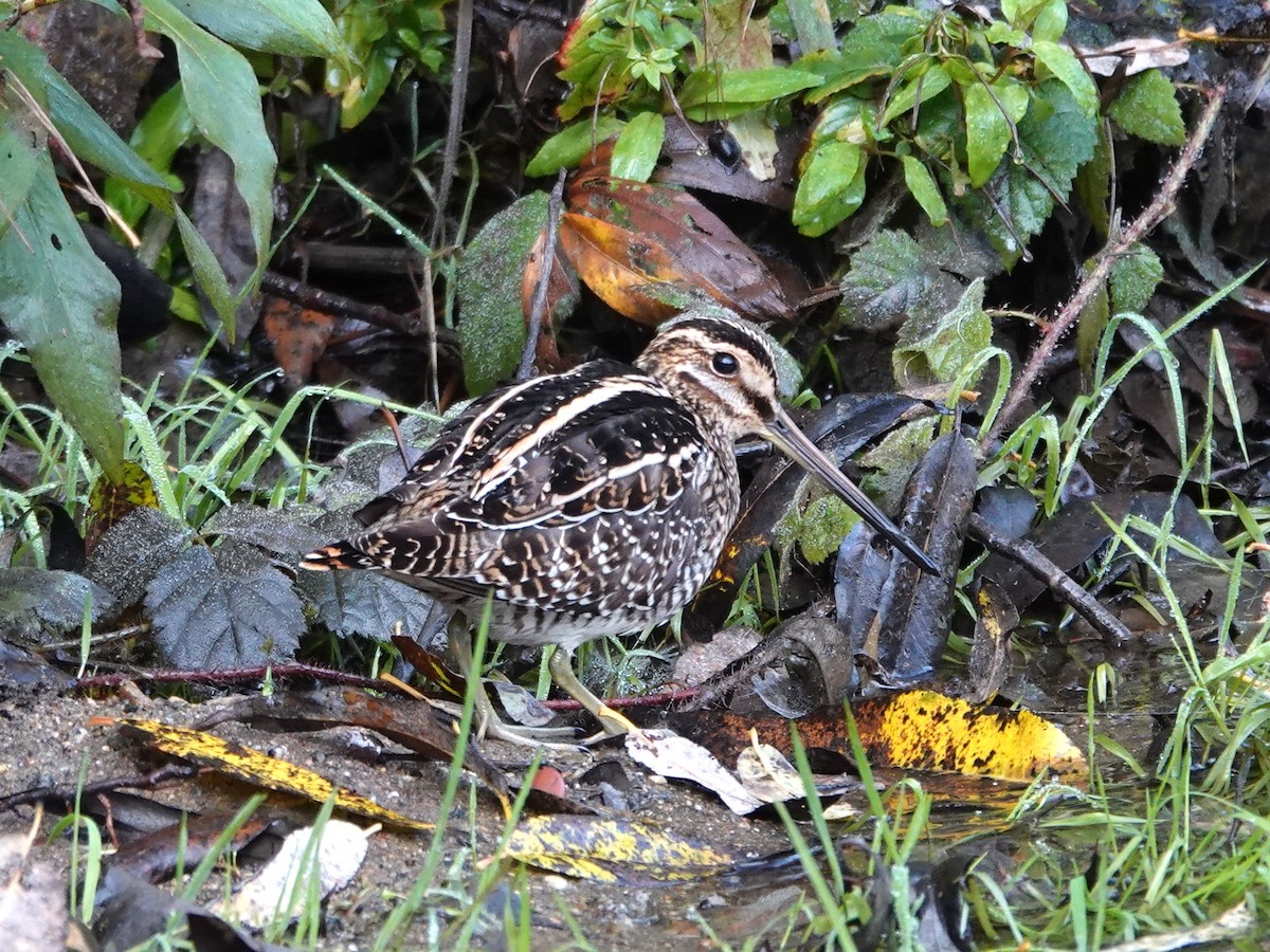 Wilson's Snipe - ML645953447