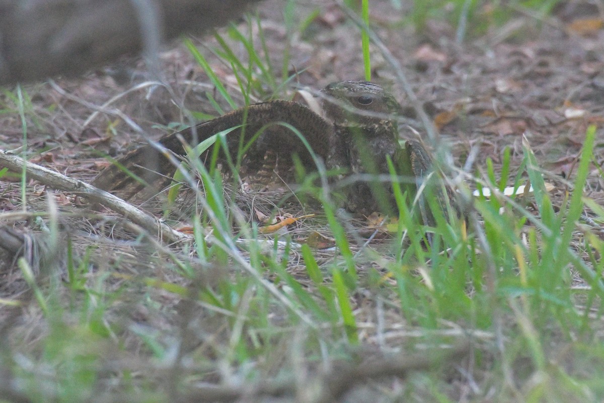 Chuck-will's-widow - ML645953449