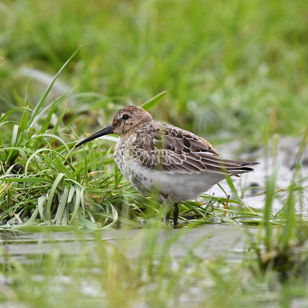 Dunlin - ML645953451