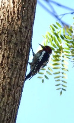 Red-breasted Sapsucker - ML645953452