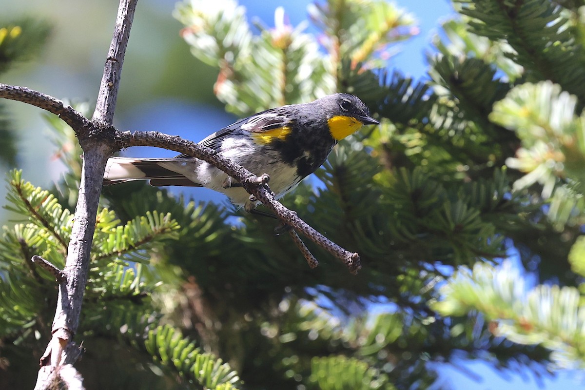 Yellow-rumped Warbler (Audubon's) - ML645953453