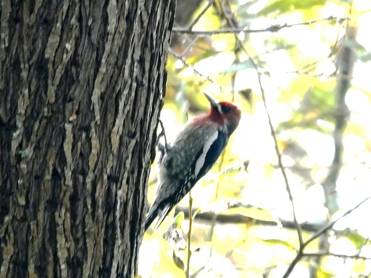 Red-breasted Sapsucker - ML645953454