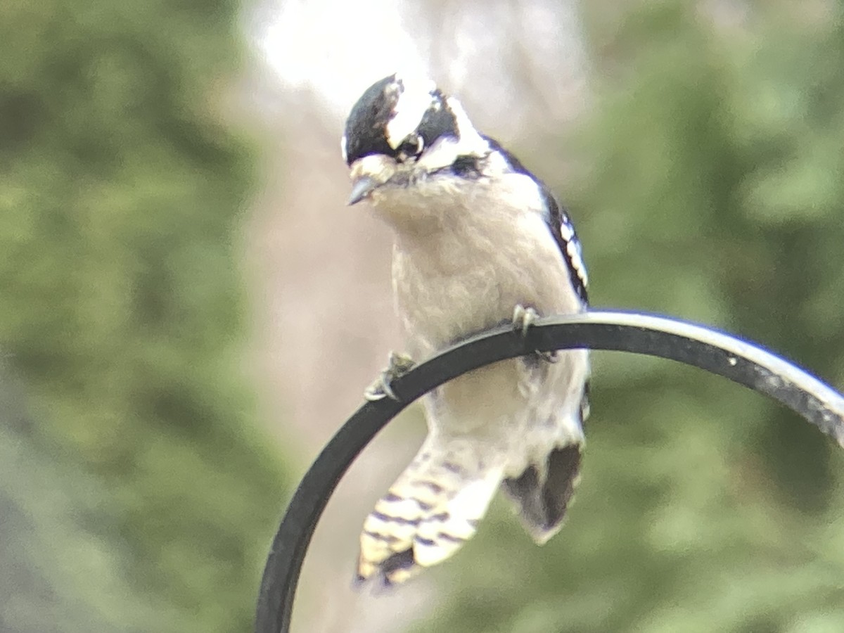 Downy Woodpecker - ML645953458