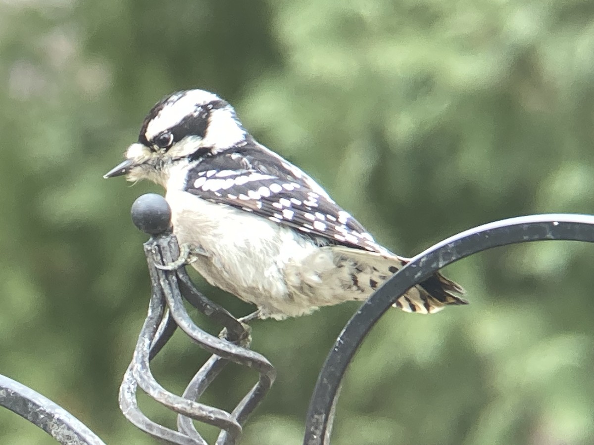 Downy Woodpecker - ML645953459
