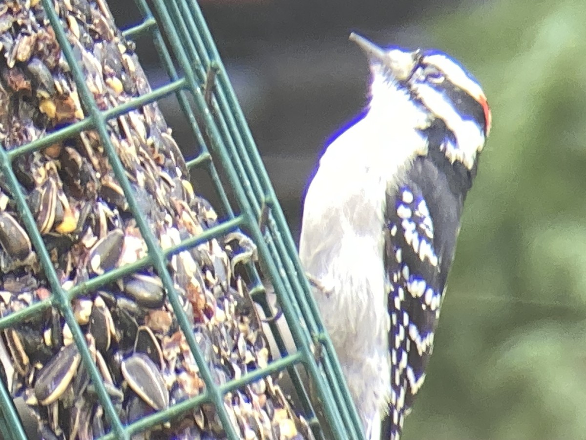 Downy Woodpecker - ML645953460