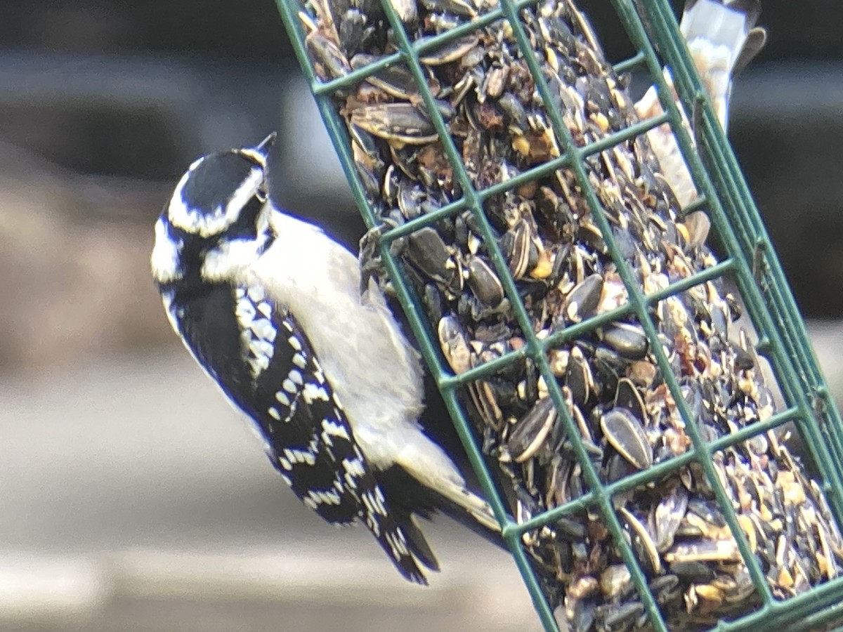 Downy Woodpecker - ML645953461