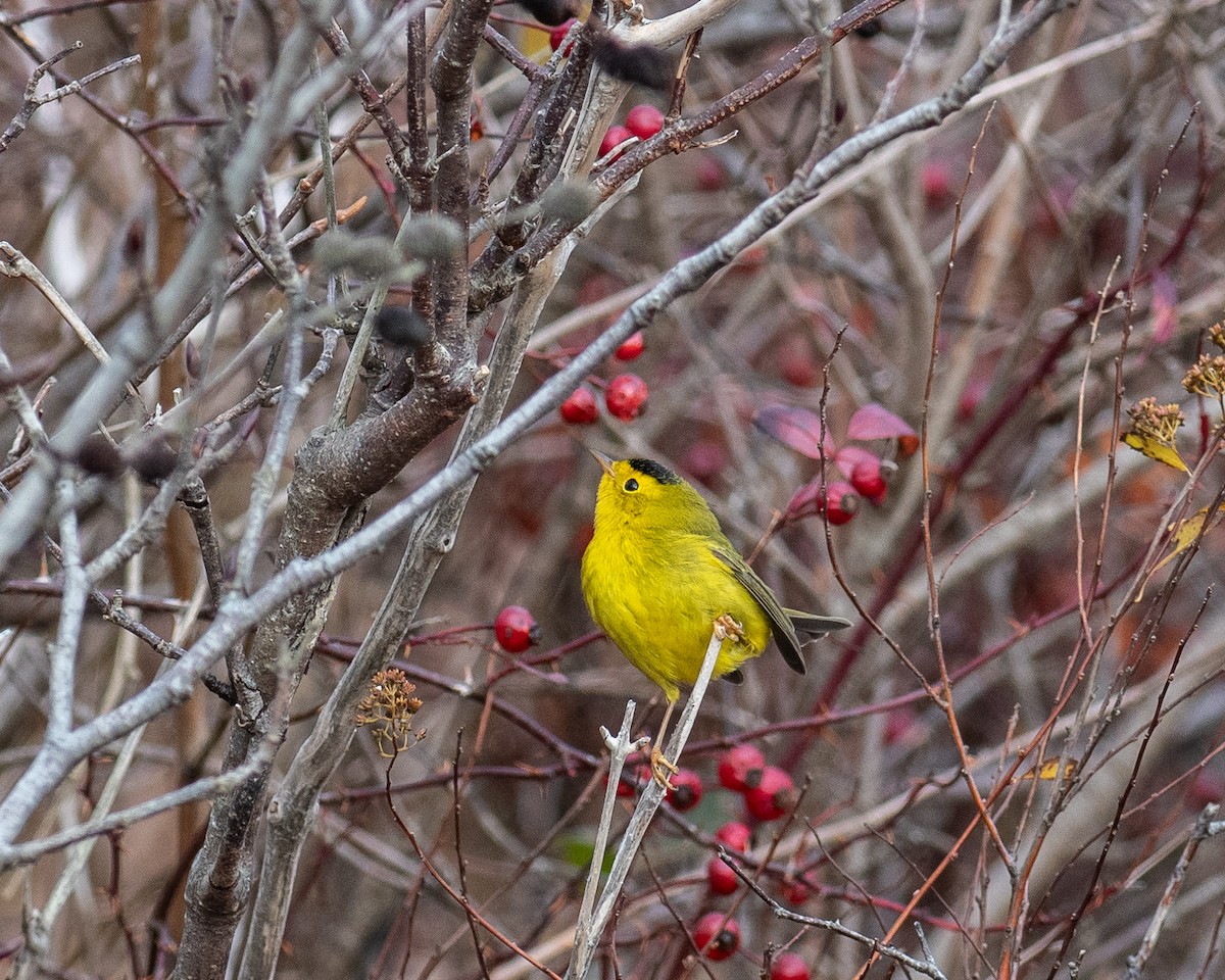 Wilson's Warbler - ML645953468
