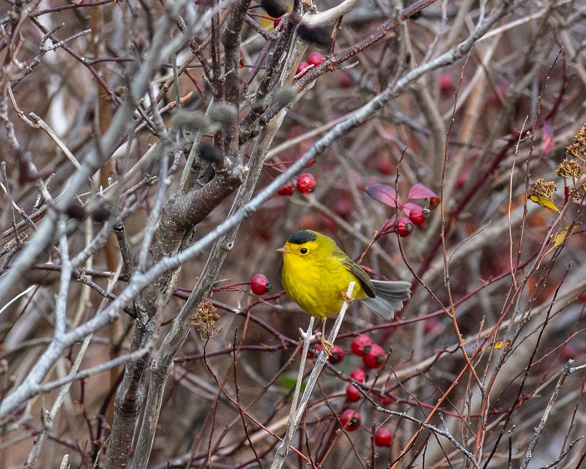 Wilson's Warbler - ML645953469