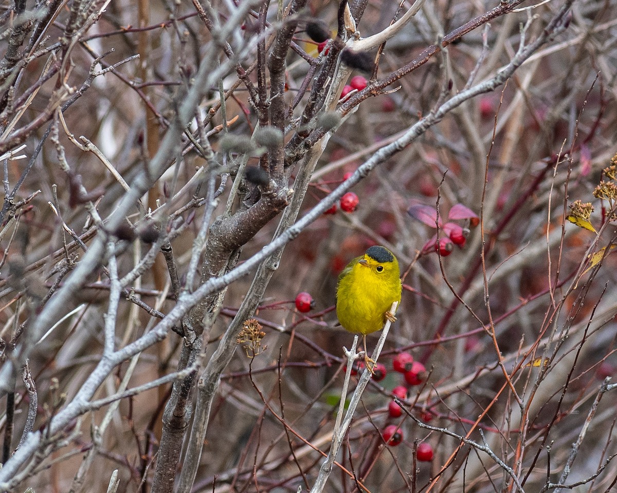 Wilson's Warbler - ML645953470