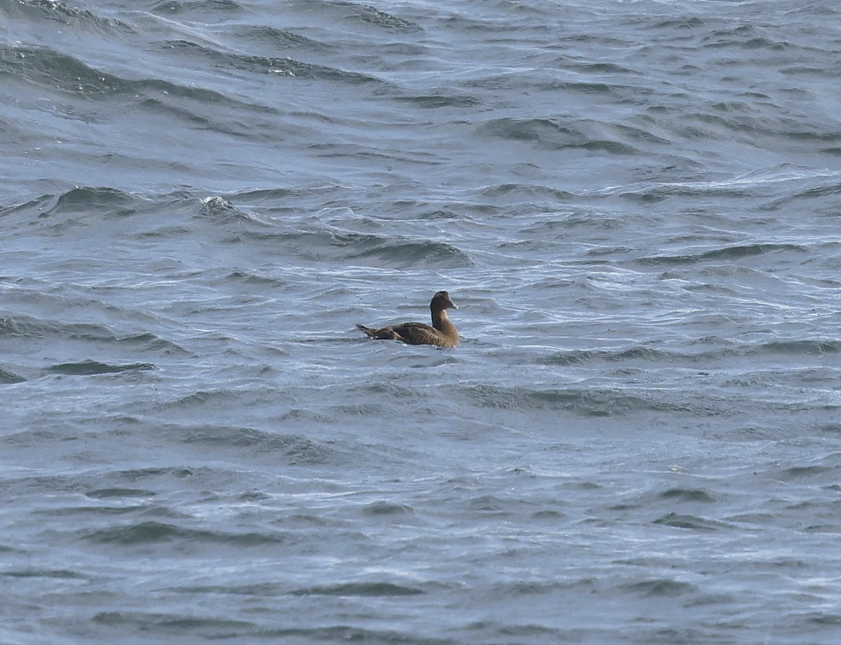 Eider à duvet - ML645953471