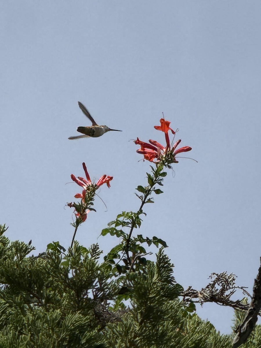 kalypta Allenova - ML645953473