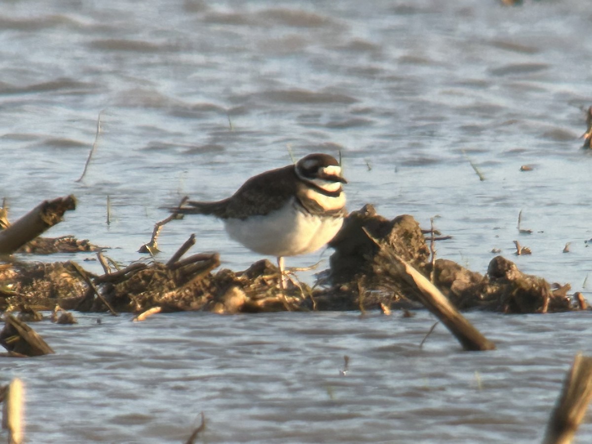 kulík rezavoocasý - ML645953480