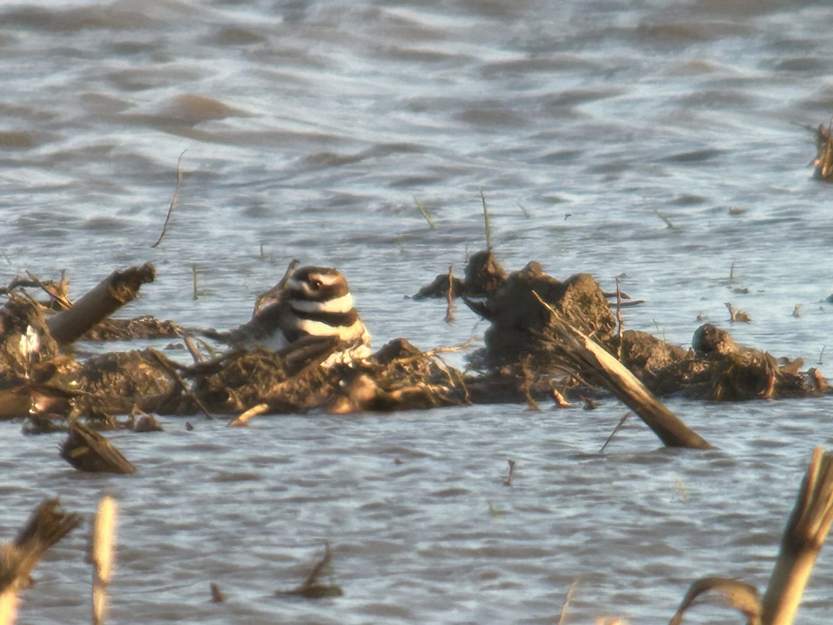 kulík rezavoocasý - ML645953481