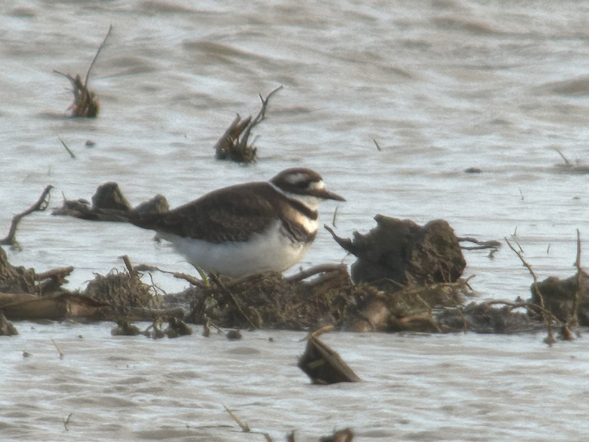 kulík rezavoocasý - ML645953482