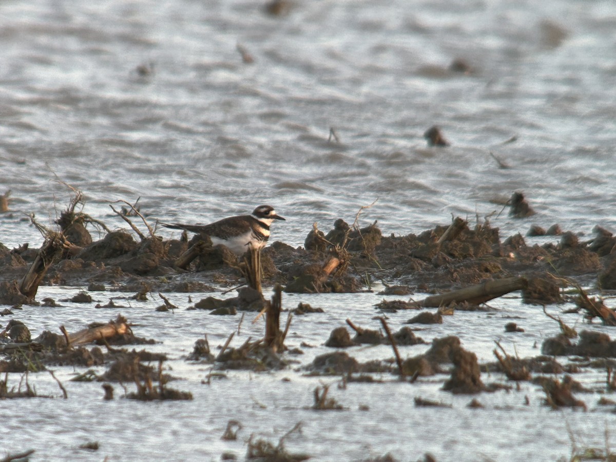 kulík rezavoocasý - ML645953483