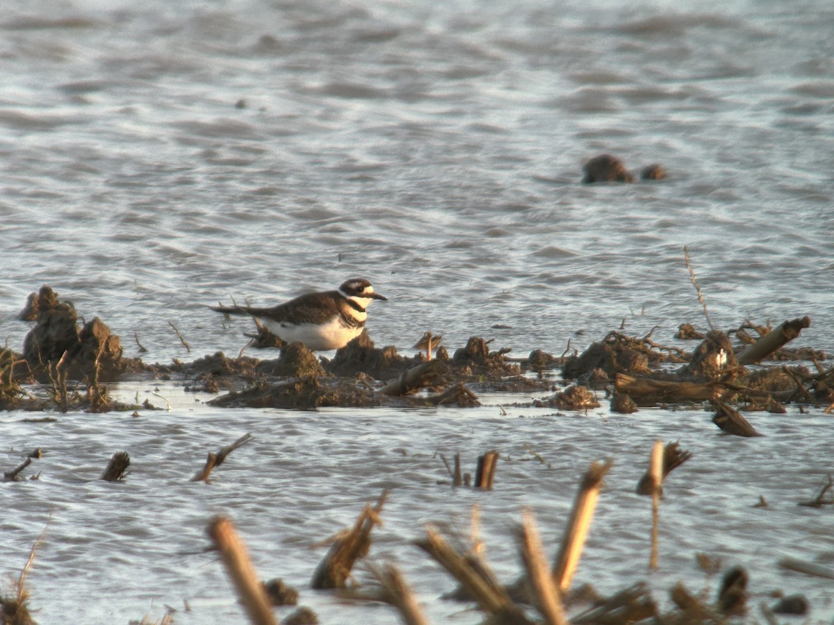 kulík rezavoocasý - ML645953484