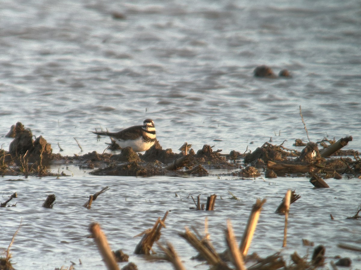 kulík rezavoocasý - ML645953486