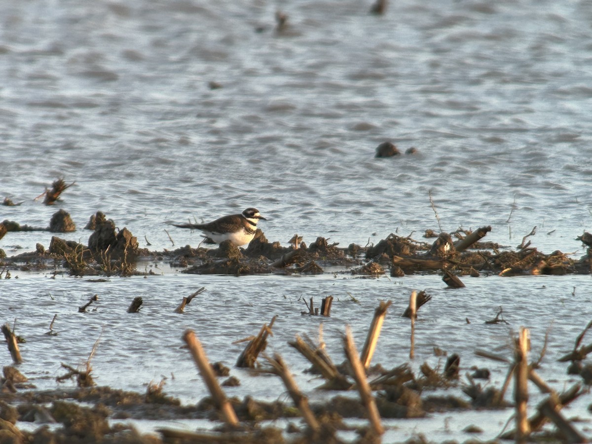 kulík rezavoocasý - ML645953487