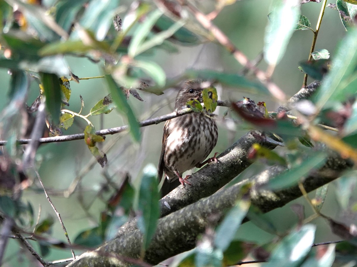 Purple Finch - ML645953510