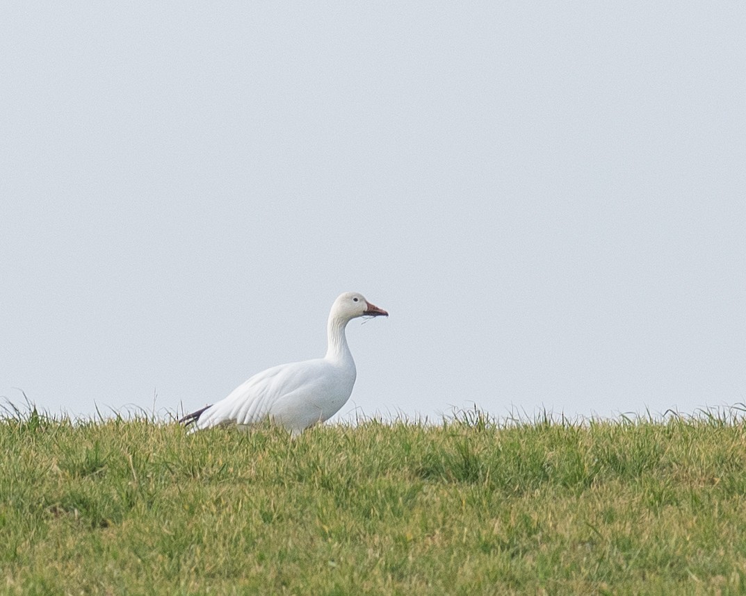 Snow Goose - ML645953511