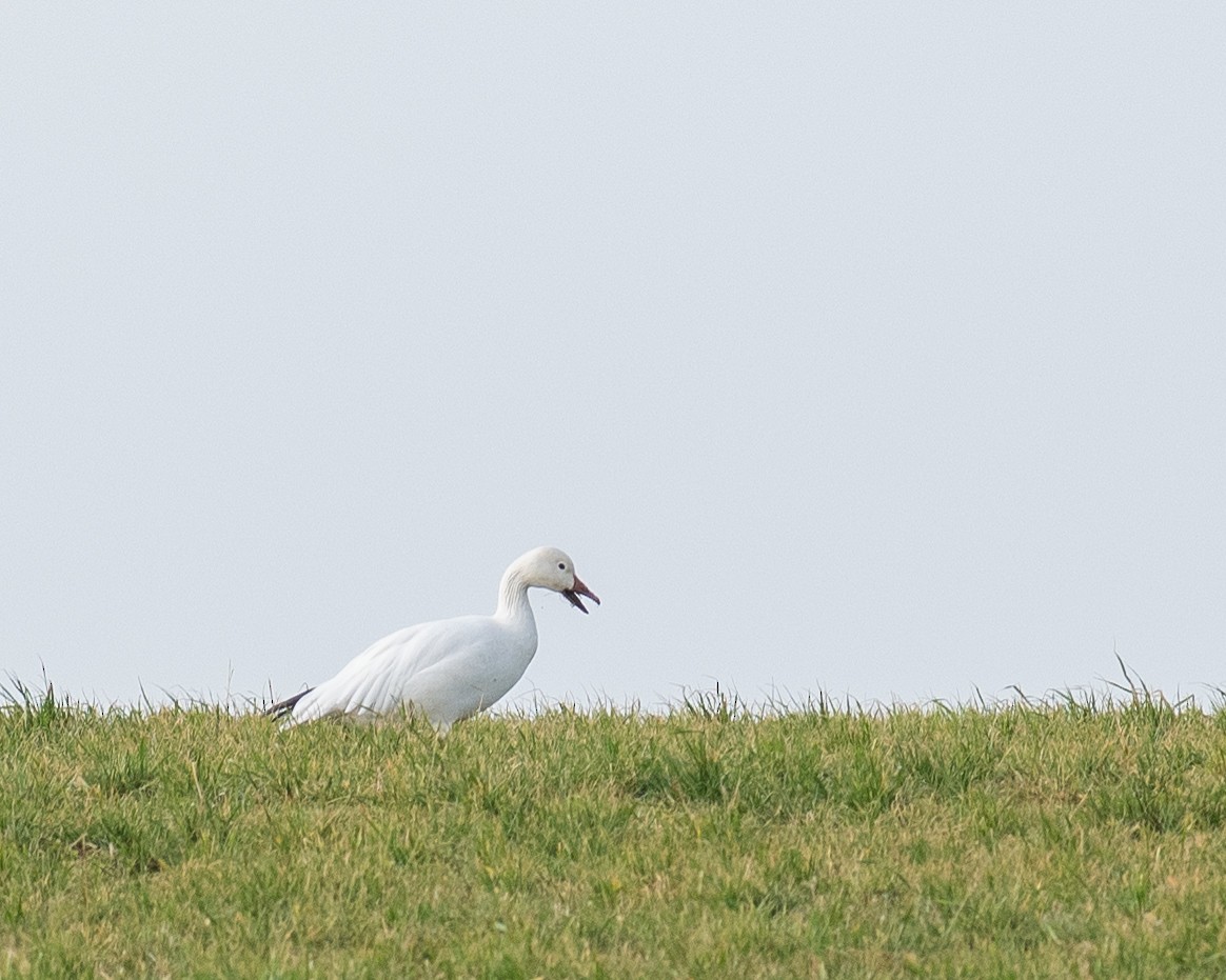 Snow Goose - ML645953512