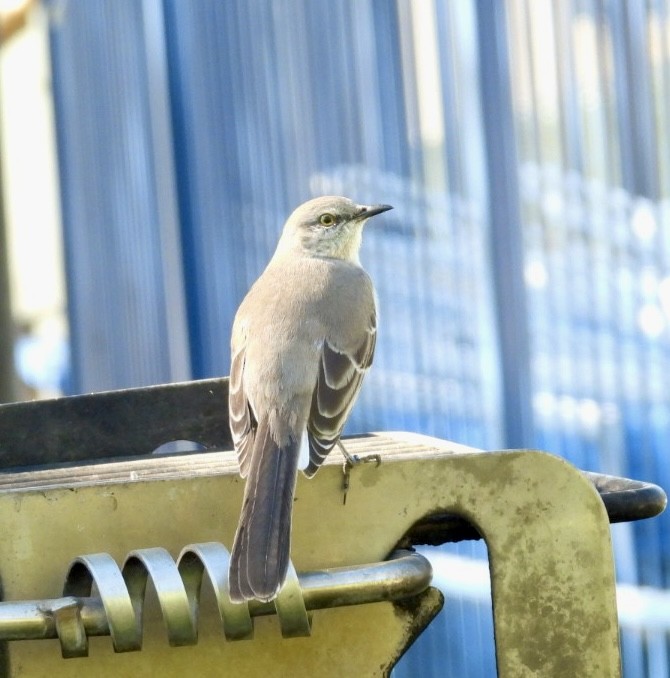 Пересмішник багатоголосий - ML645953521