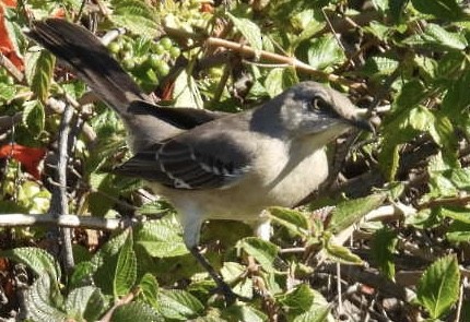 Пересмішник багатоголосий - ML645953522