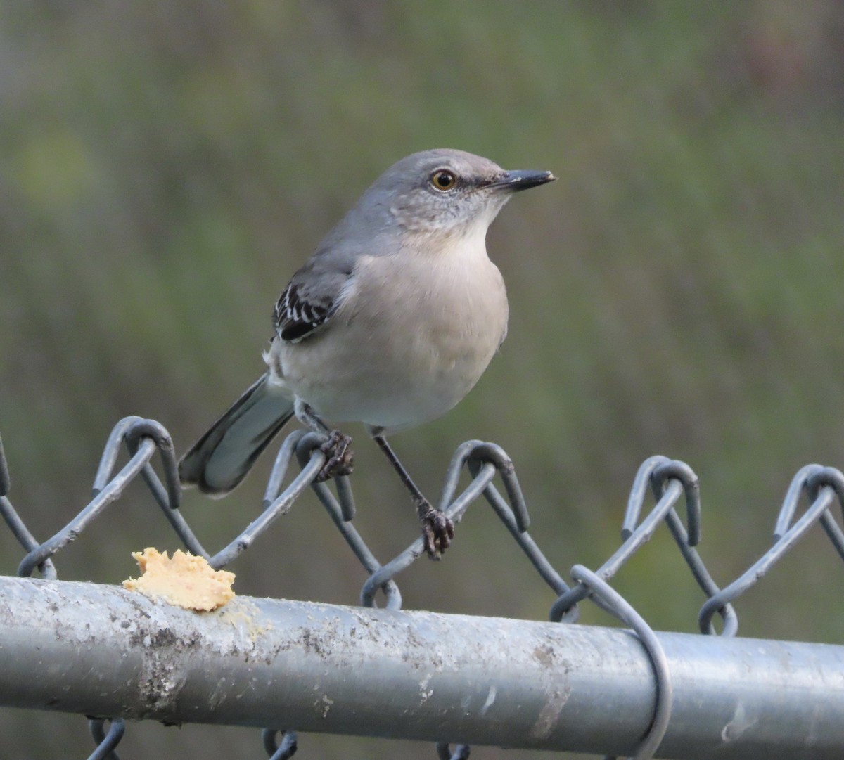 Пересмішник багатоголосий - ML645953523
