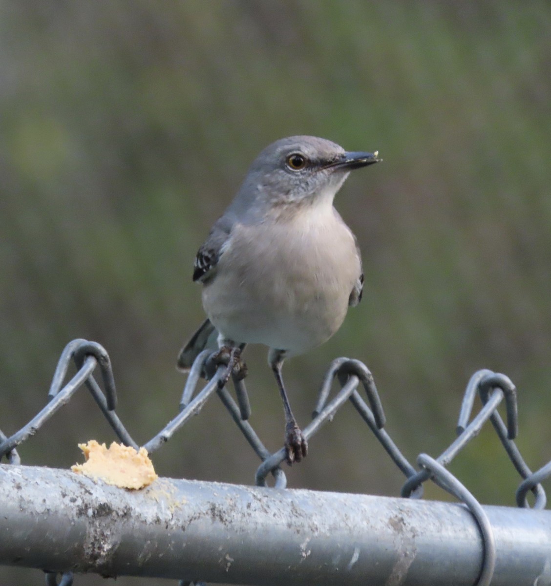 Пересмішник багатоголосий - ML645953524