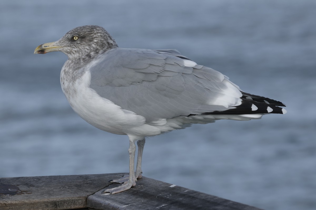 Goéland hudsonien - ML645953541