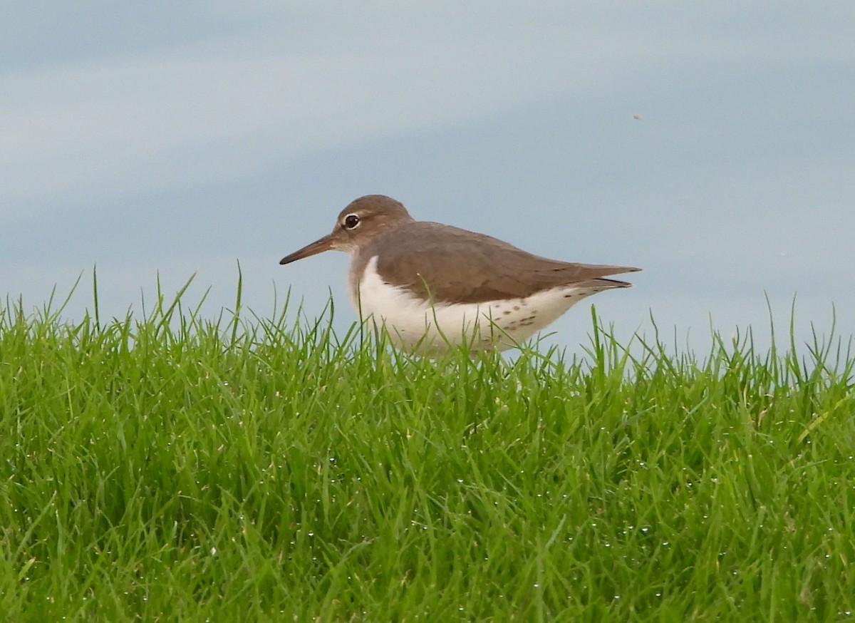 Chevalier grivelé - ML645953542