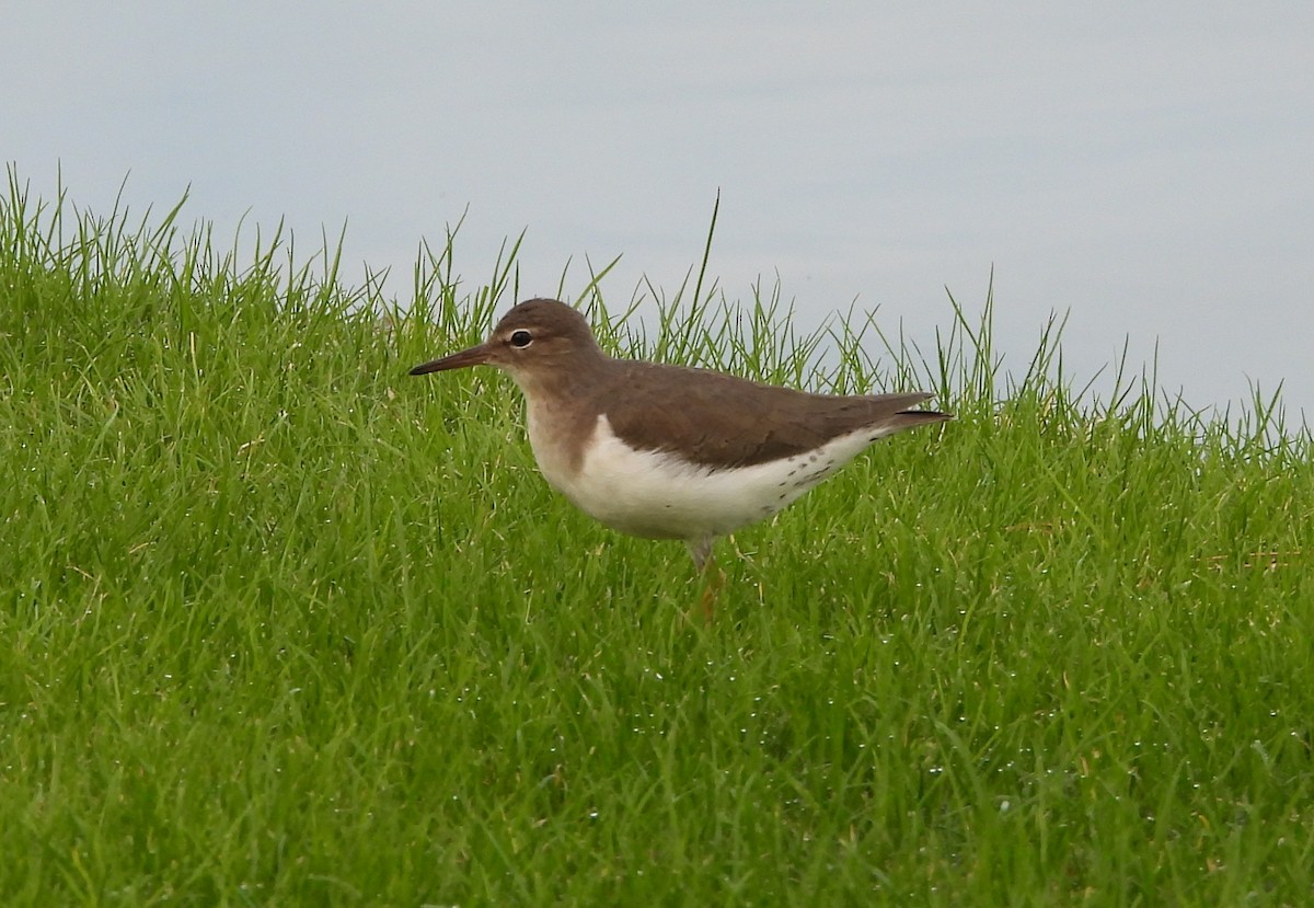 Chevalier grivelé - ML645953543