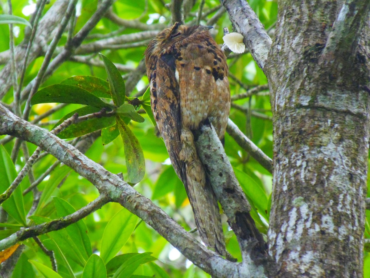Common Potoo - ML645953544