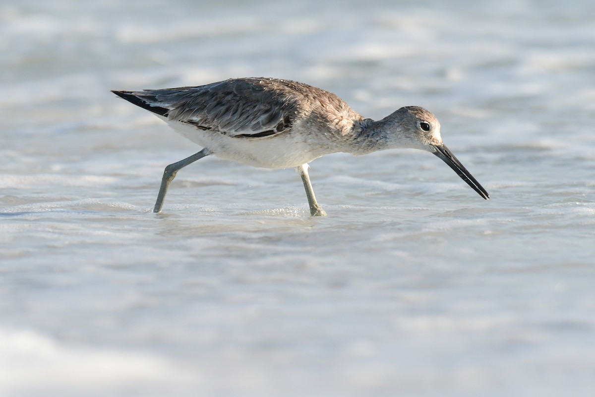 Chevalier semipalmé - ML645953547