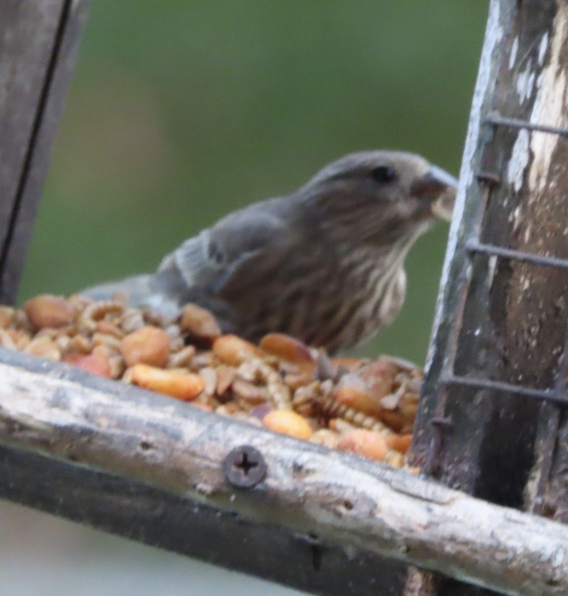 Roselin familier - ML645953548