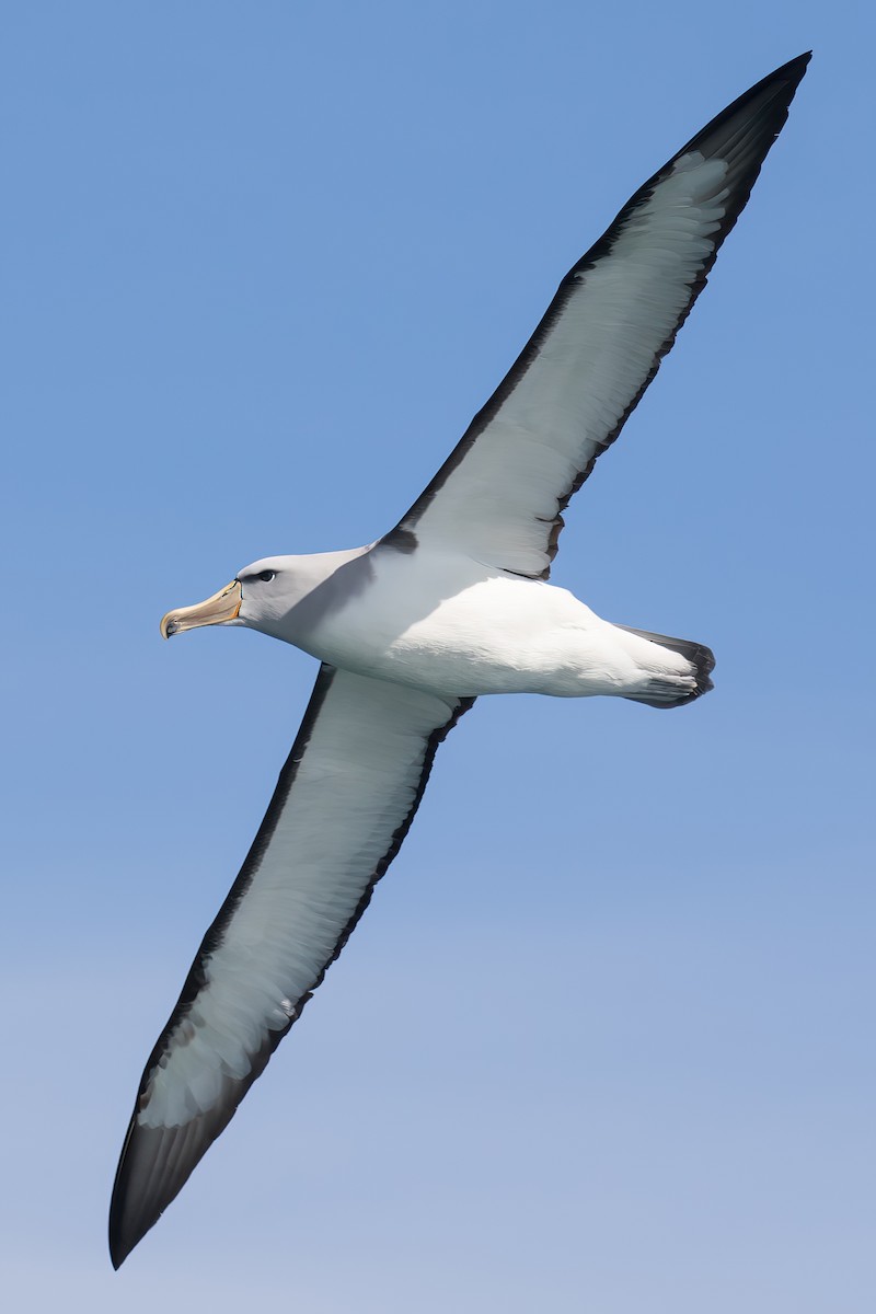 Albatros de Salvin - ML645953549