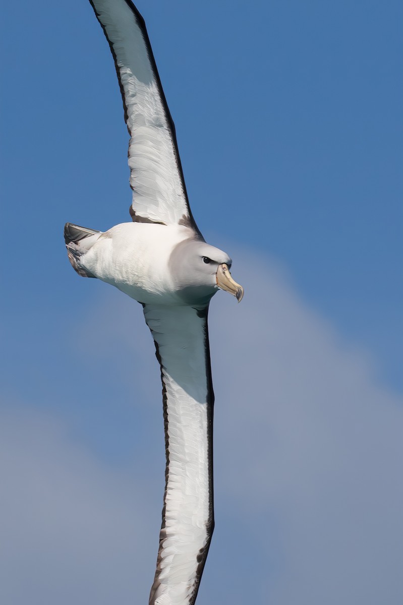 Albatros de Salvin - ML645953550