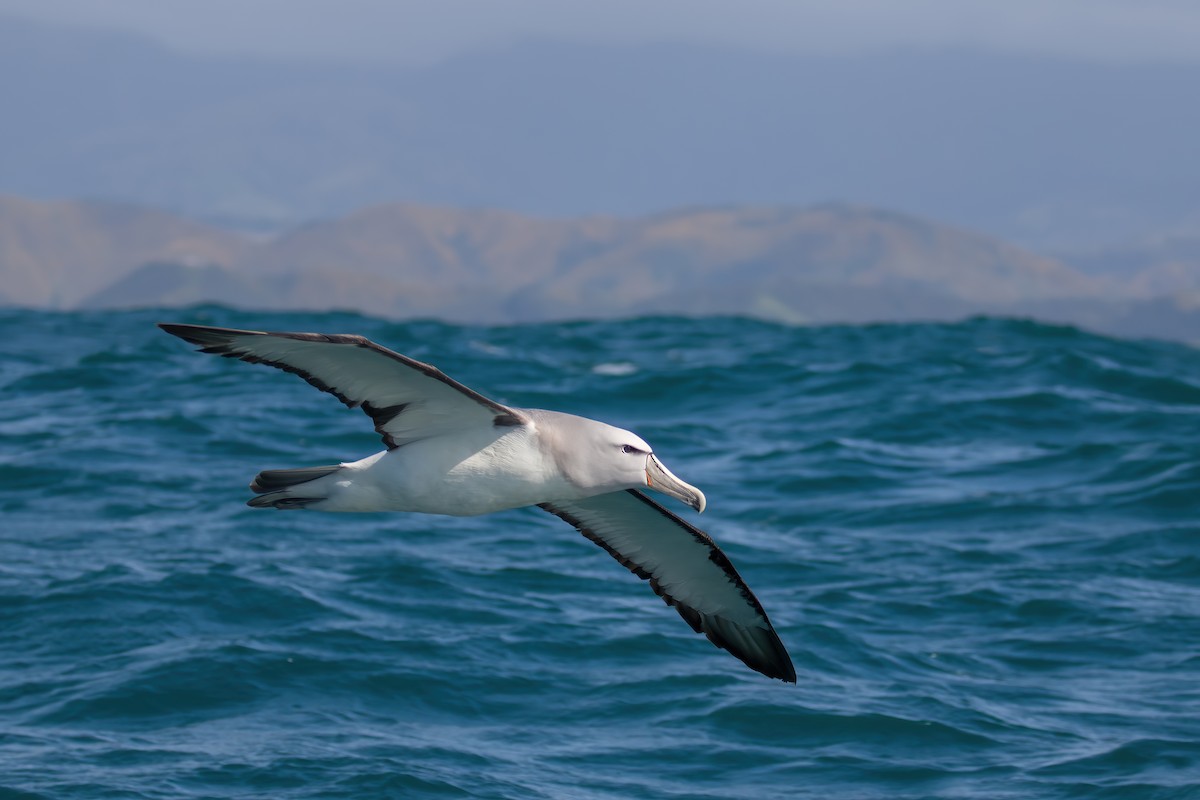 Albatros de Salvin - ML645953551