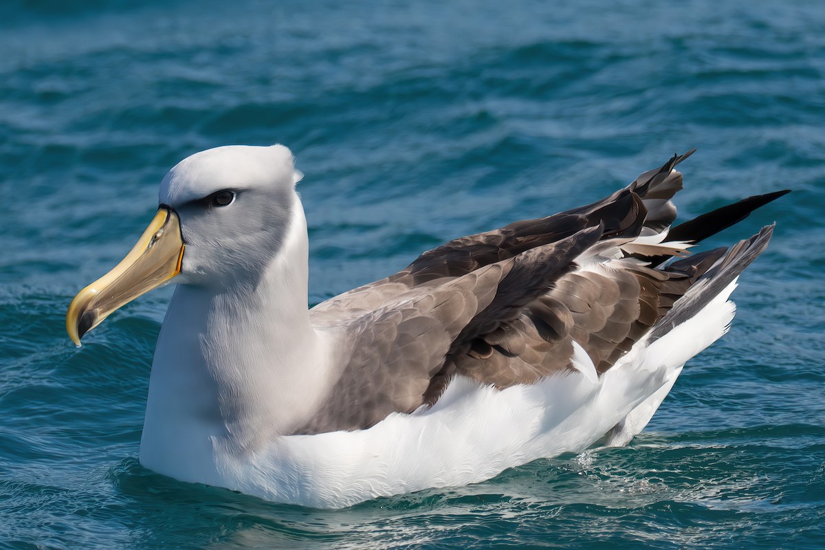 Albatros de Salvin - ML645953552