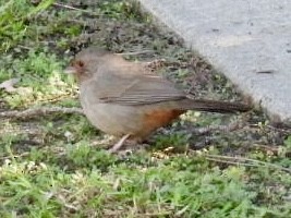 Tohi de Californie - ML645953553