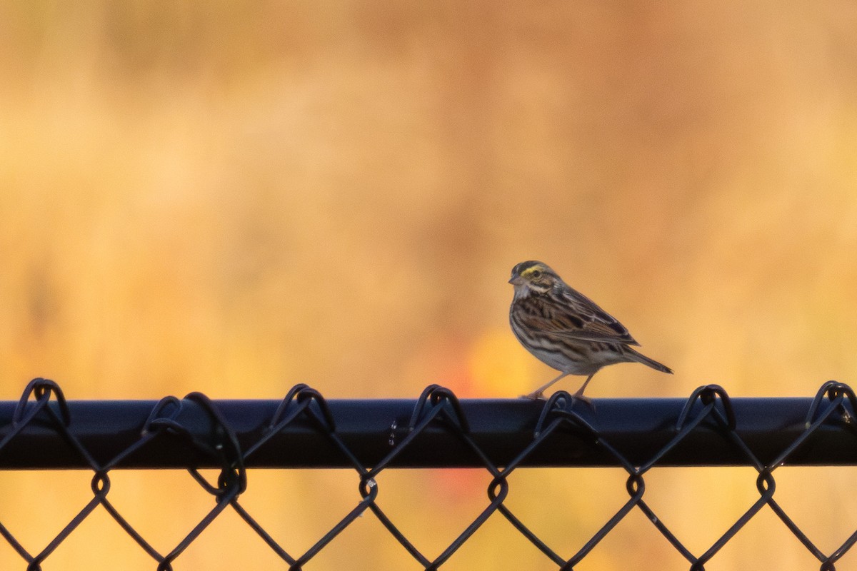 Bruant des prés - ML645953554