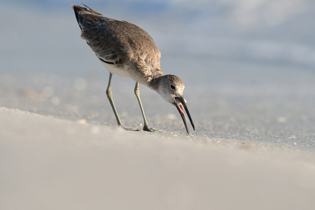 Chevalier semipalmé - ML645953556